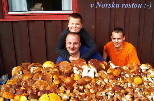 v Norsku rostou houby od července do září