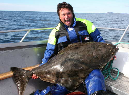 platýs obecný - halibut